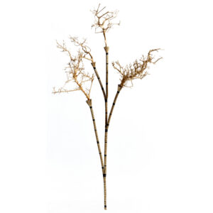 KLED Dry Branches